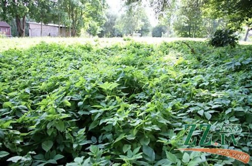 Autors: no ZZ arhīva