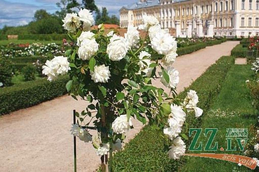 Autors: no ZZ arhīva