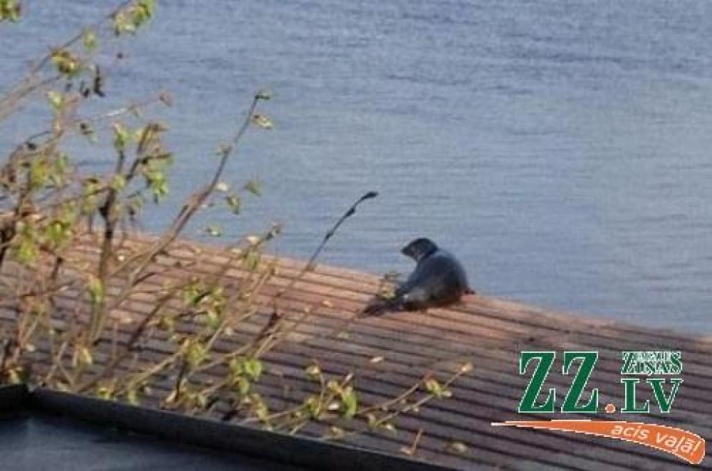 Autors: Mihails Terehovs