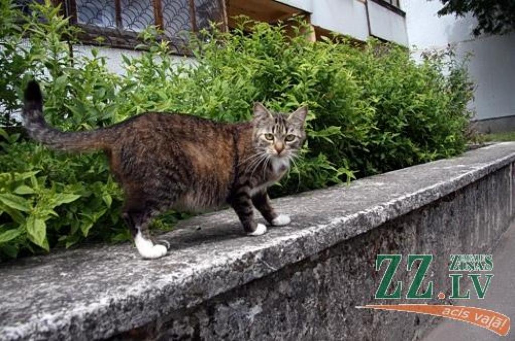 Autors: no ZZ arhīva