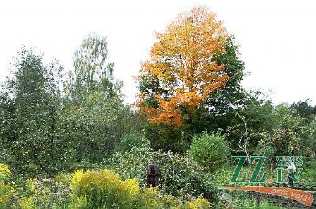 Autors: no ZZ arhīva