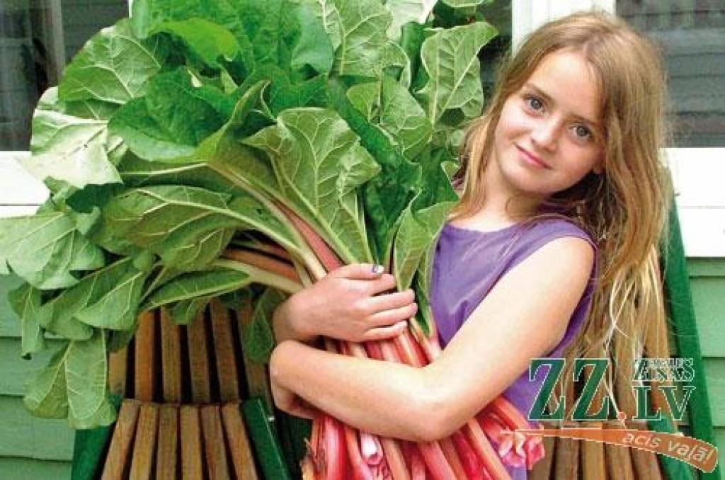 Rudenī, kad zeme jau sāk sasalt, rabarberu nedaudz piesedz ar lapām vai salmiem, lai pasargātu no kailsala, citādi augs var arī izsalt.
Autors: blogs.babble.com