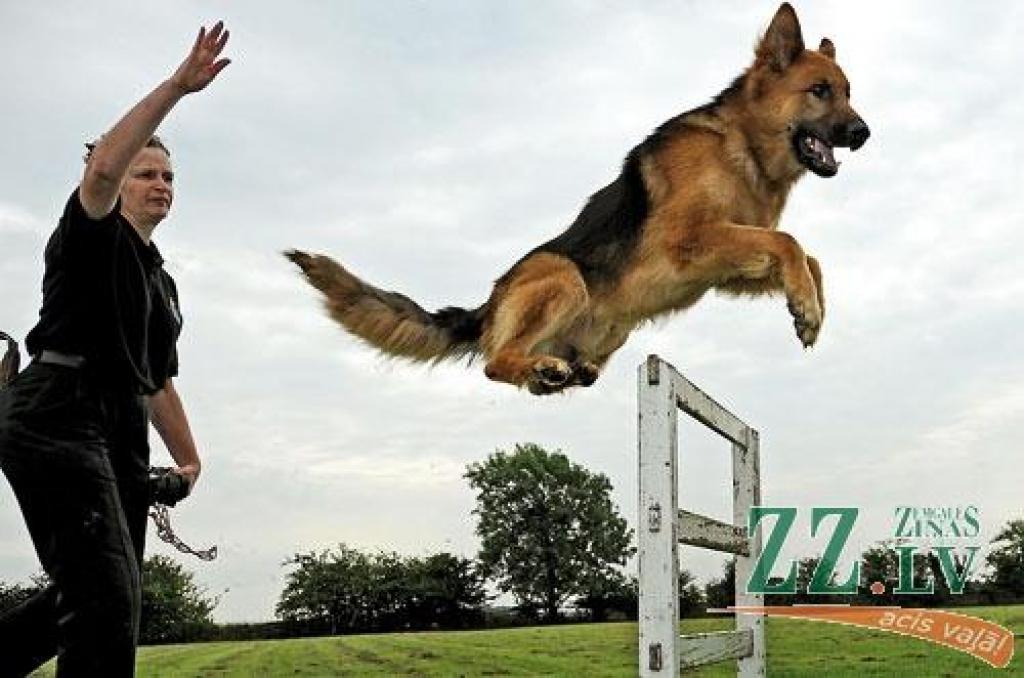 Paklausības apmācība nepieciešama pilnīgi visiem suņiem, ne  tikai dienesta un sporta suņiem, kuriem treniņos jāapgūst ļoti specifiskas prasmes. 
Autors: northyorkshire.police.uk