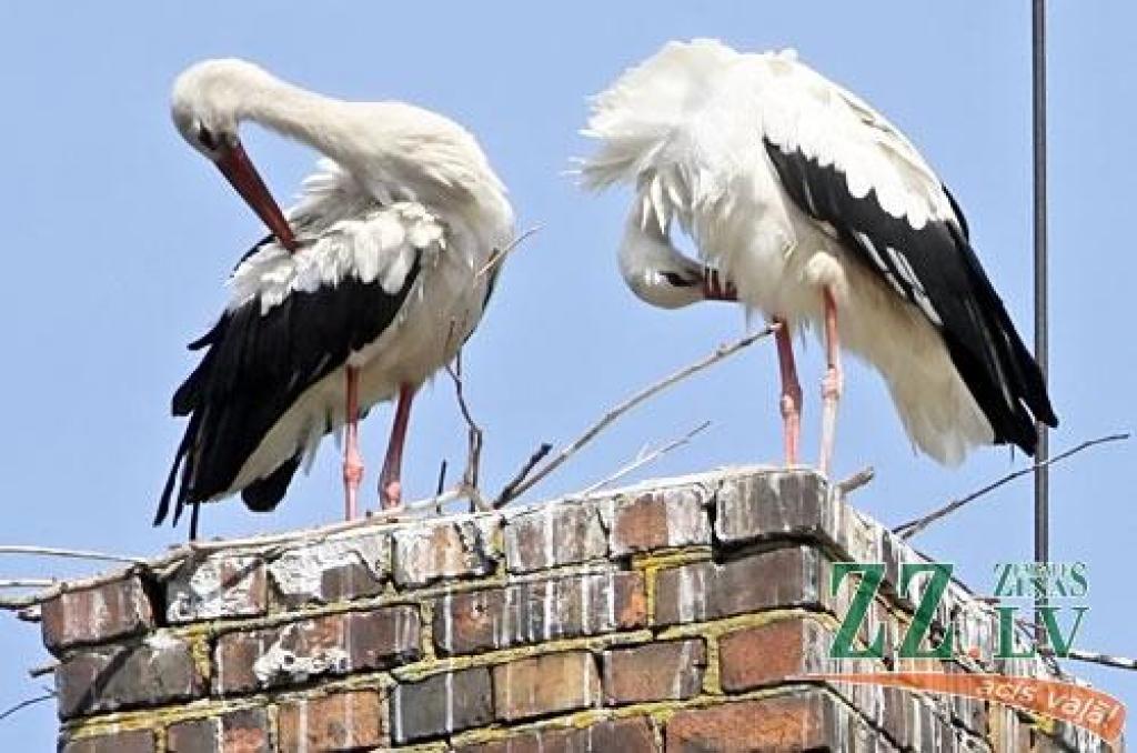 Autors: no ZZ arhīva