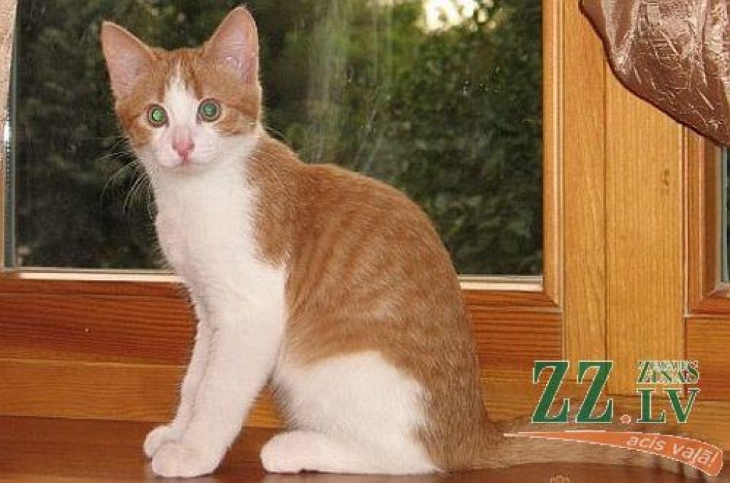 Autors: no Ilzes Tomašūnas albuma