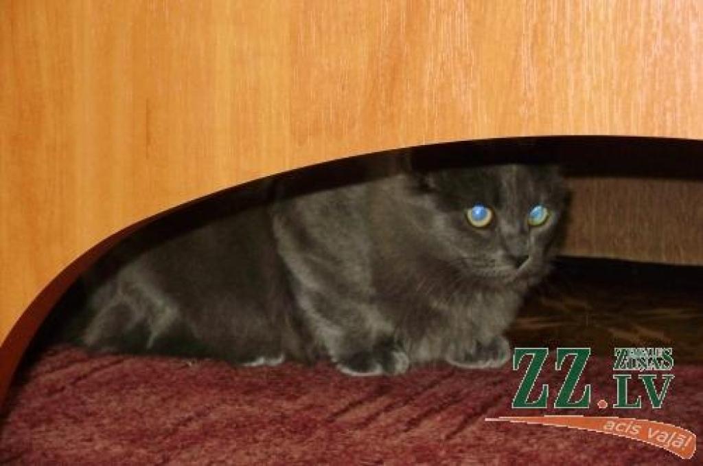 Kaķene Pūcīte, kura pašlaik dzīvo pagaidu mājās un mācās nebaidīties no cilvēkiem.
Autors: Ligita Lapiņa, JZB