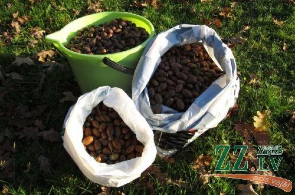 Autors: Jelgavas Zinātniskā bibliotēka 