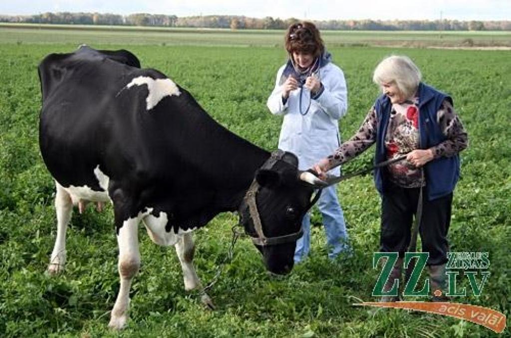 Savu veterinārārstes karjeru Valda Sējāne sāka Sesavas pagastā, kur viņa nokļuva septiņdesmito gadu beigās tūlīt pēc Latvijas Lauksaimniecības akadēmijas diploma saņemšanas. 
Autors: Agris Samcovs 