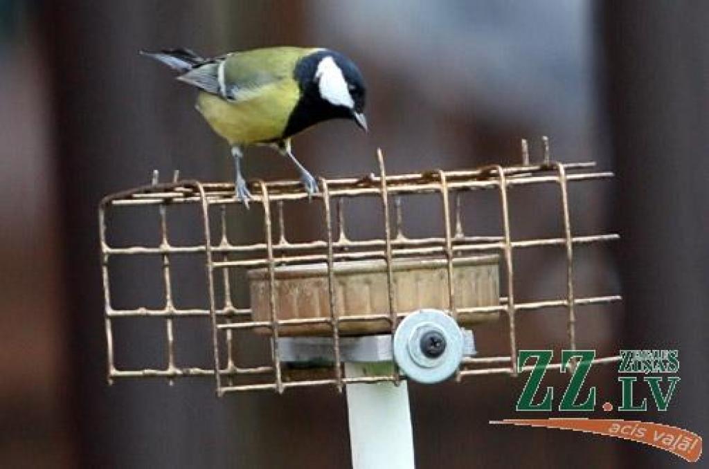 «Pirms pārdesmit gadiem pie barotavas nāca ap 15 – 18 sugu putnu, tagad vairāk par piecām sešām neesmu manījis,» teic ilgus gadus LLU Augu aizsardzības katedru vadījušais Arturs Priedīte.
Autors: Agris Samcovs