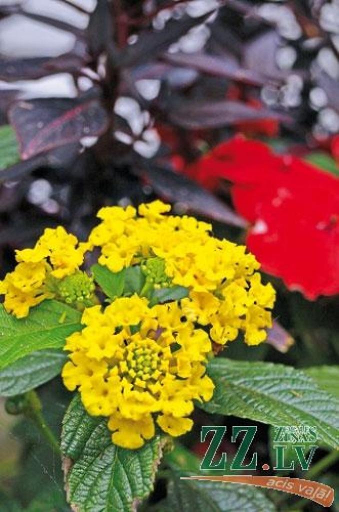 Dzeloņainā lantana
Autors: Sandra Ruska