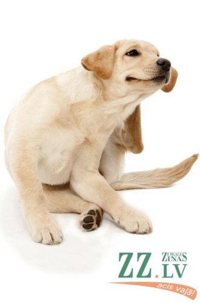 Ir suņu, kaķu, cilvēku blusas un vēl citas blusu sugas, bet tas nenozīmē, ka katra barojas tikai pie sava «galda». 
Autors: everythingapuppyneeds.co.uk