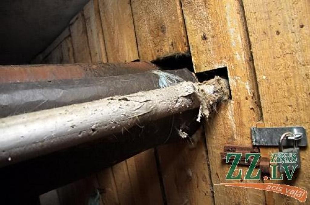 Autors: no ZZ arhīva