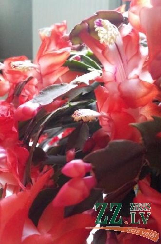 Autors: Inese Vārslavāne 