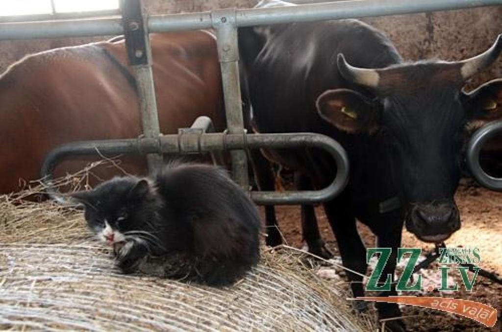 Autors: Agris Samcovs