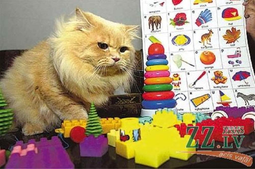 Autors: pawsonline.info