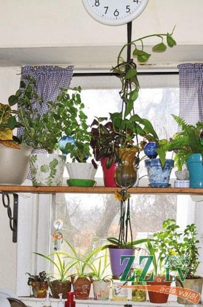 Autors: fitfreedom.wordpress.com