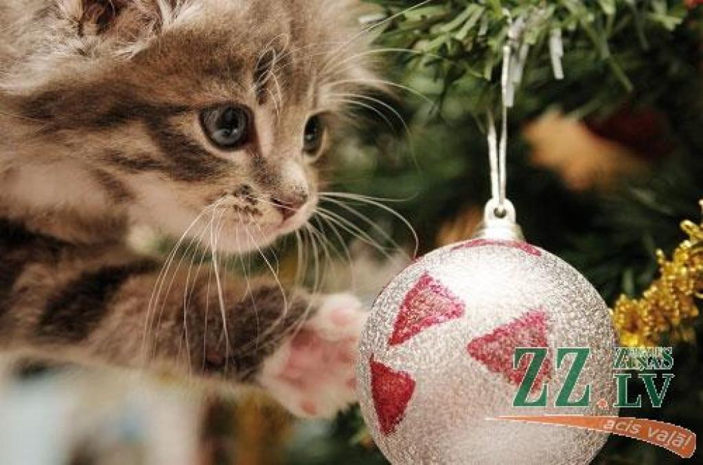 Autors: freehdwall.com