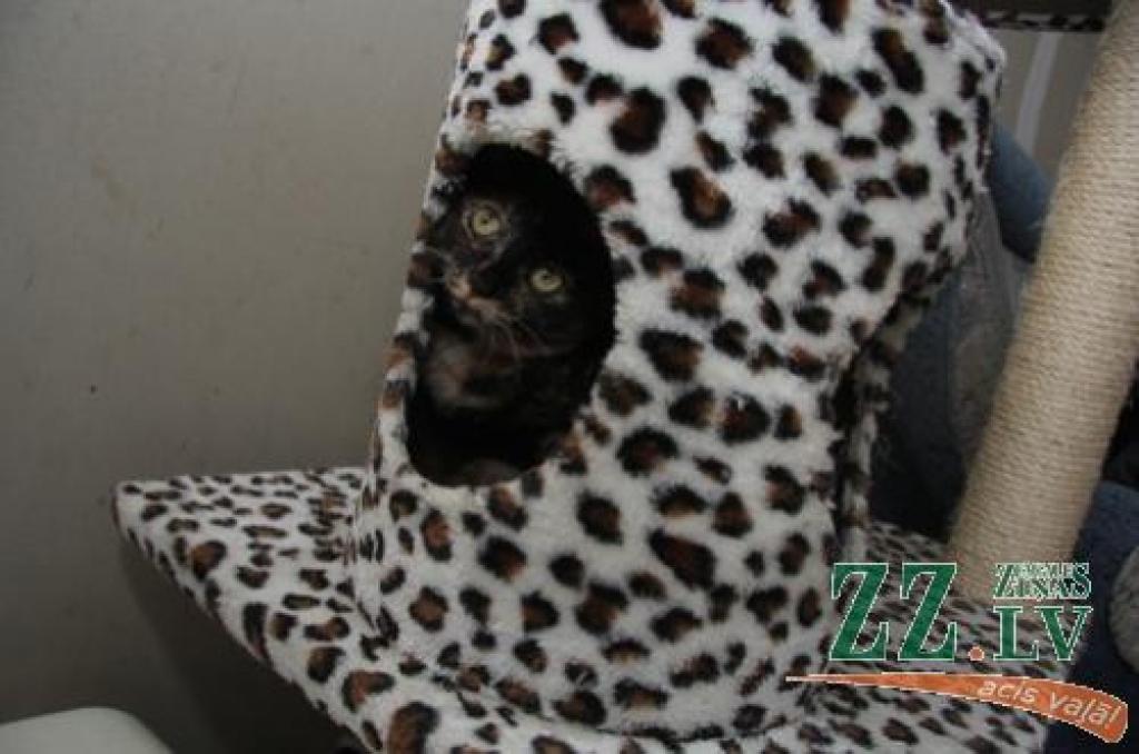 «Laipni lūgti manā kaķu ciemā!» savā namā Glūdas pagastā aicina Monika Savdona.
Autors: Agris Samcovs