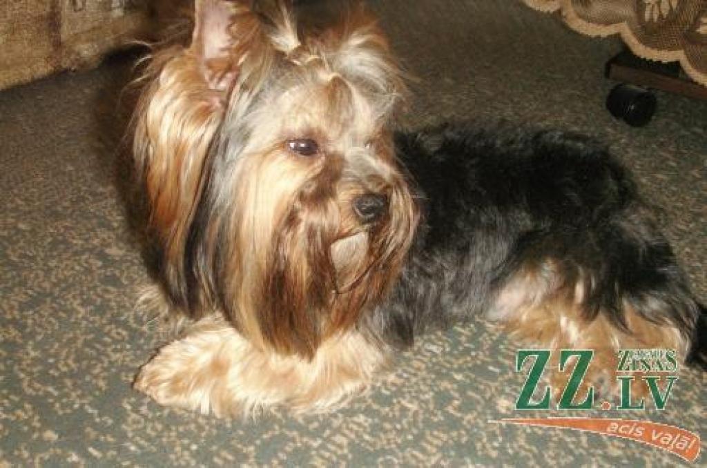 Autors: no Silvijas Mihailovas albuma