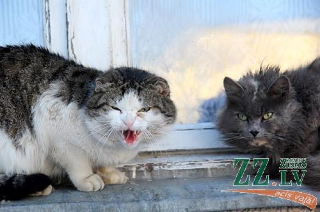 Autors: Agris Samcovs