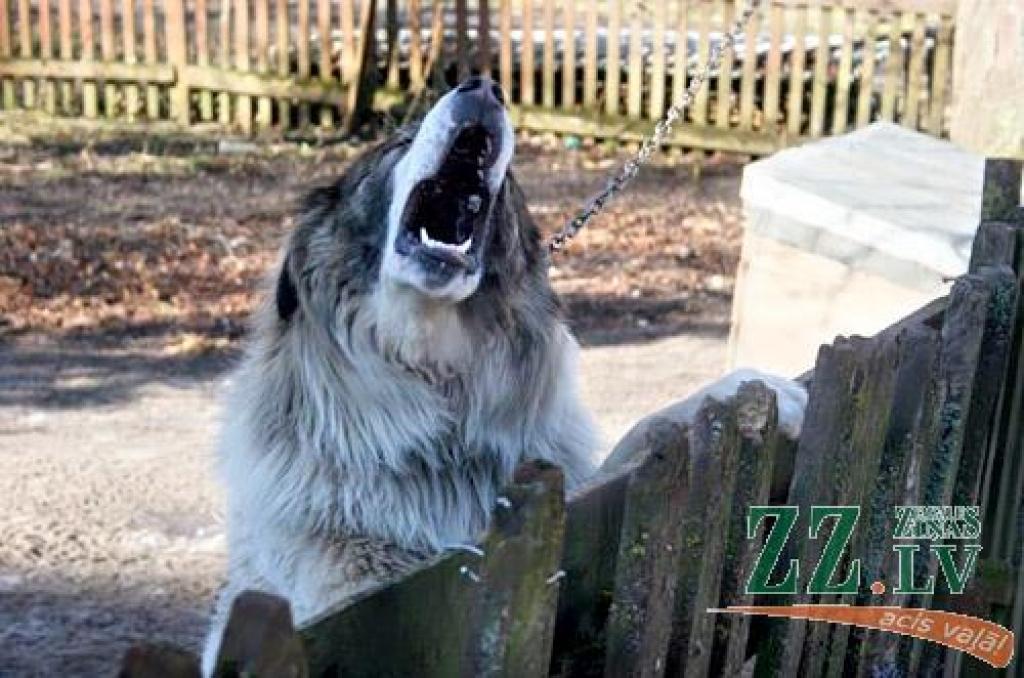 Autors: Agris Samcovs