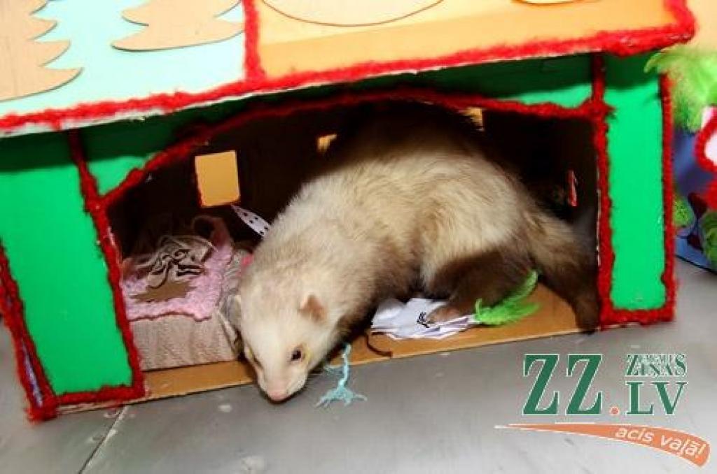 Autors: Agris Samcovs