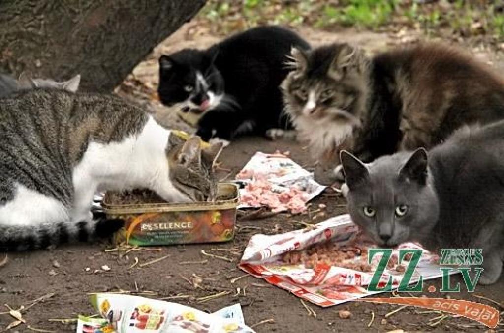 Autors: Agris Samcovs