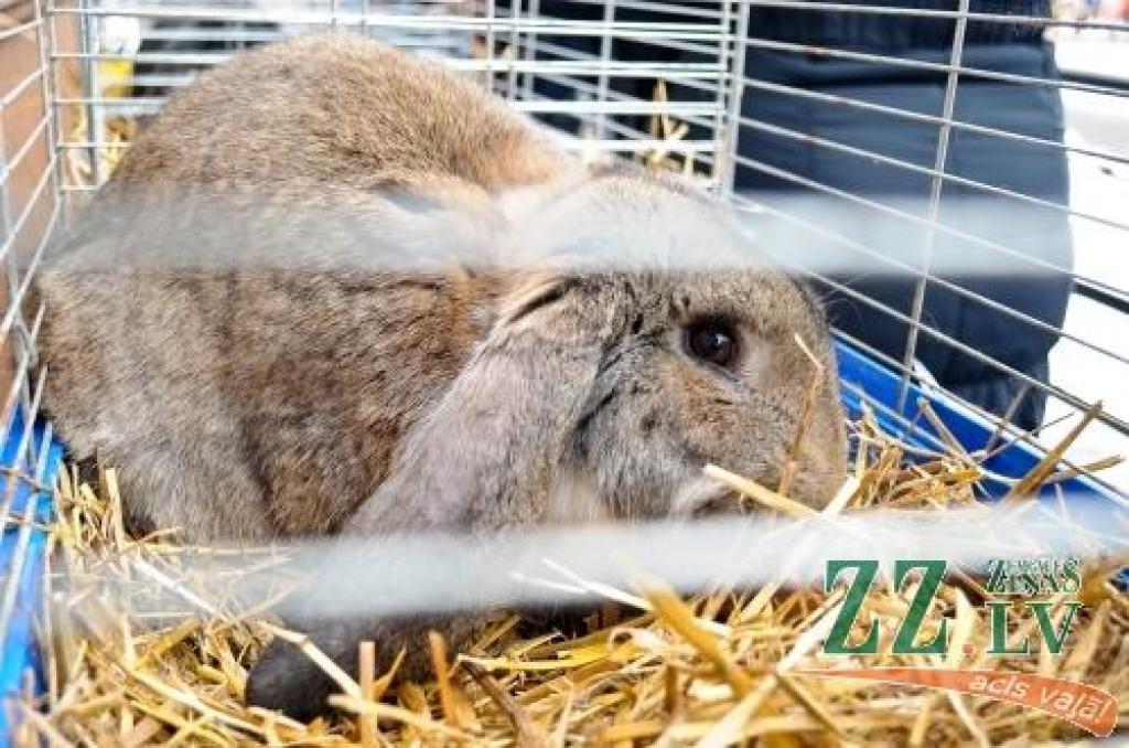 Autors: Ruslans Antropovs, www.rusantro.com