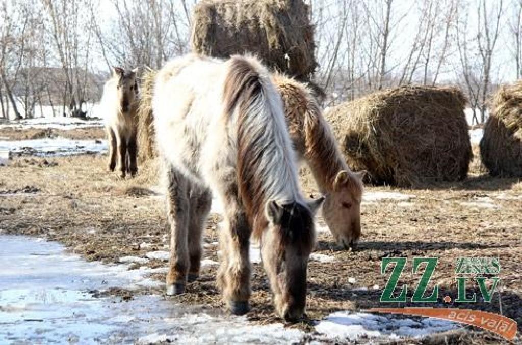 Autors: Agris Samcovs