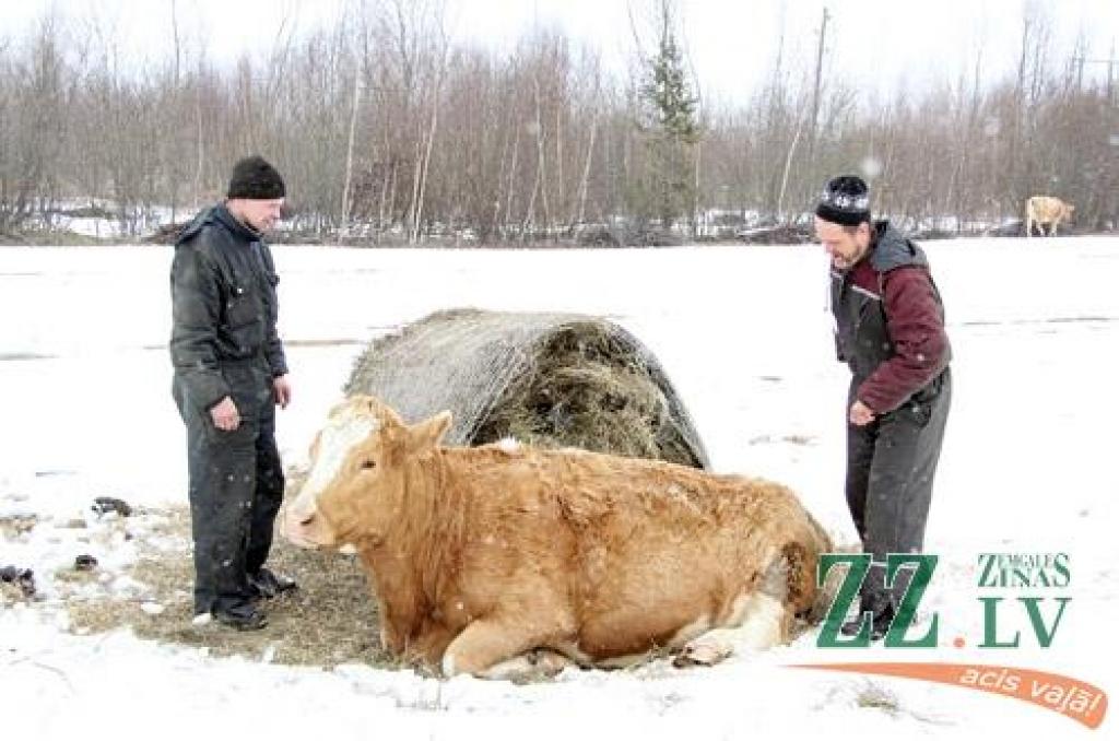 Autors: Agris Samcovs