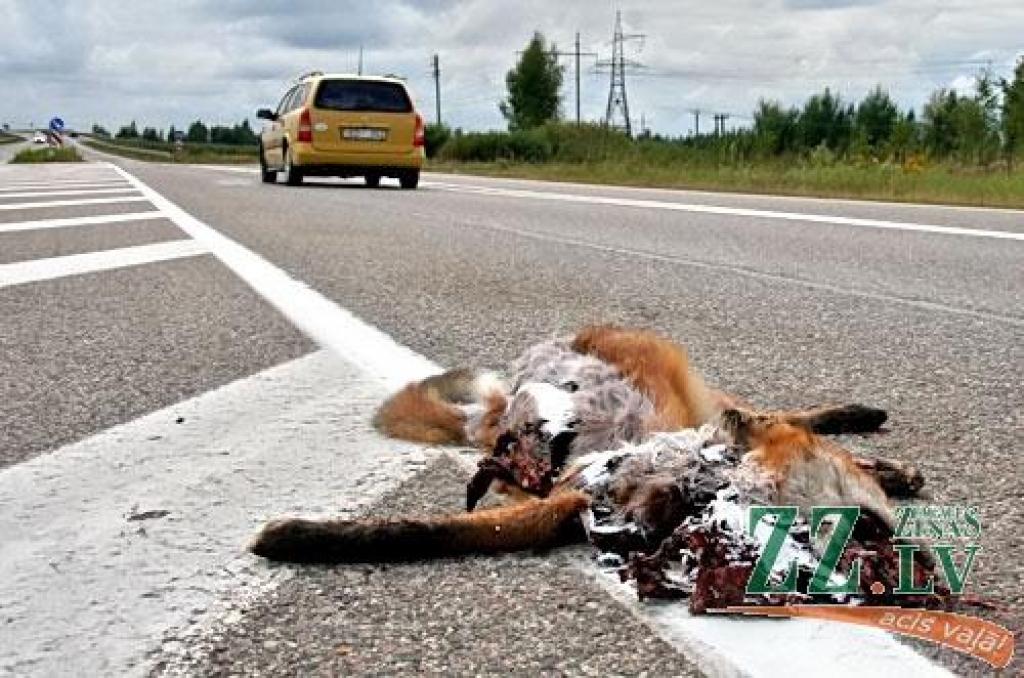 Attēlam ir ilustratīva nozīme.
Autors: no ZZ arhīva