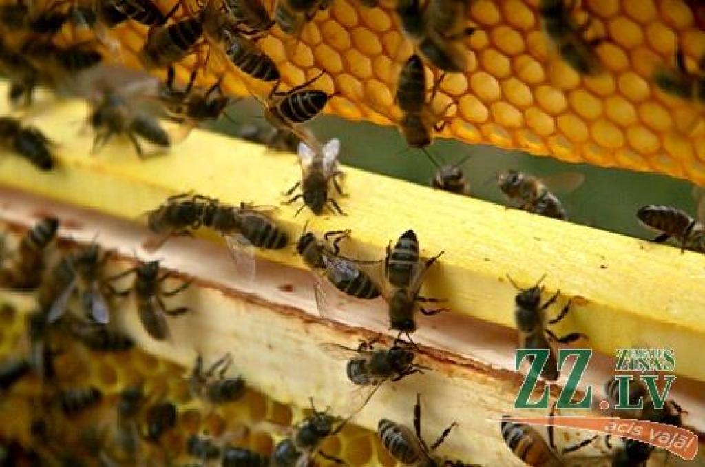 Autors: Agris Samcovs