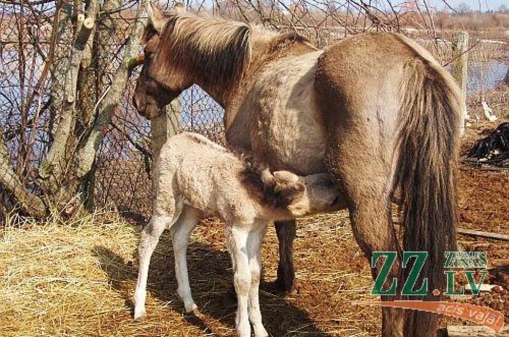 Autors: no ZZ arhīva