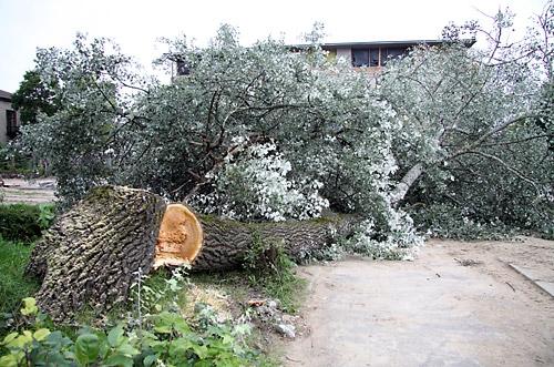 Autors: no ZZ arhīva