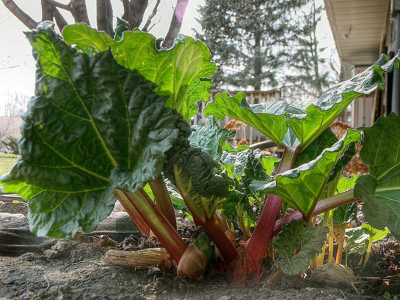 Autors: abczielarstwa.republika.pl