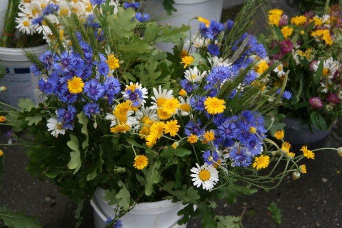 Autors: AGRIS SAMCOVS