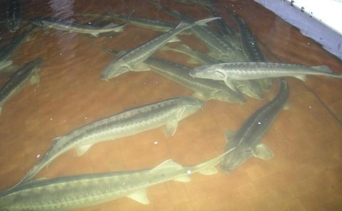 Autors: http://www.catfish.lv/