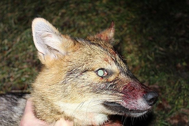 Autors: no Jāņa Granāta albuma, «Latvijas Avīze»