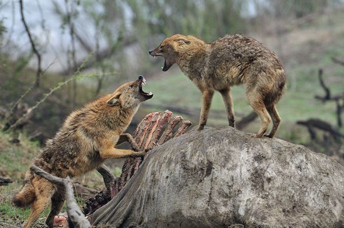 Autors: no wildphotons.co.uk