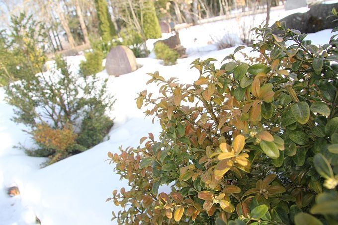 Autors: Agris Samcovs