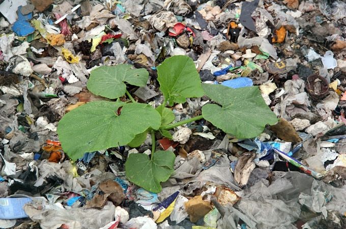 Autors: Agris Samcovs