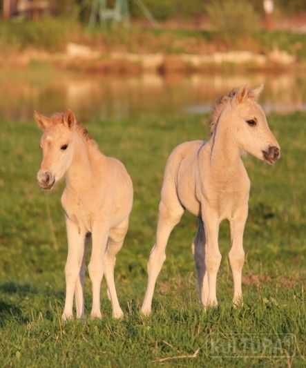 Autors: no kultura.jelgava.lv