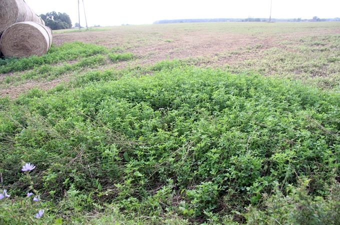 Autors: Agris Samcovs