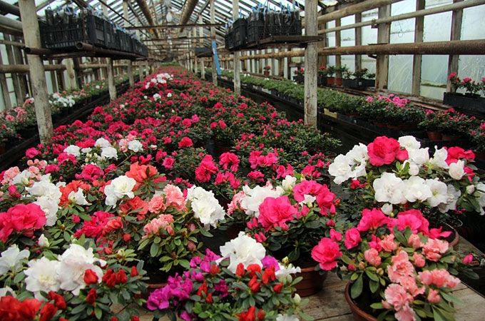 Autors: Agris Samcovs