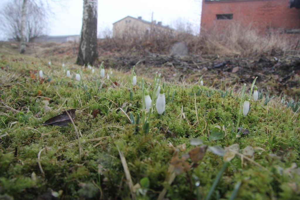 Autors: Agris Samcovs