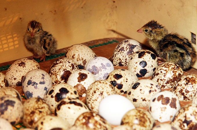 Autors: Agris Samcovs