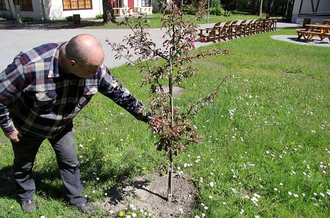 «Lediņos» redzams pāris gadu zaļojis ābeles stāds ar taisnu stumbru un mazu vainagu.
Autors: Agris Samcovs