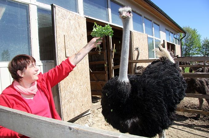 Autors: Agris Samcovs