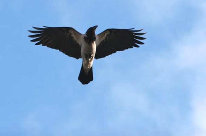 Autors: Agris Samcovs