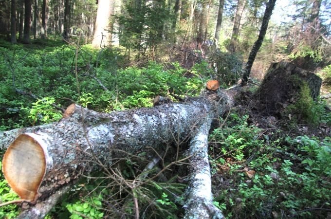 Autors: Agris Samcovs